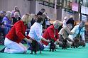 Crufts_dachshunds 132